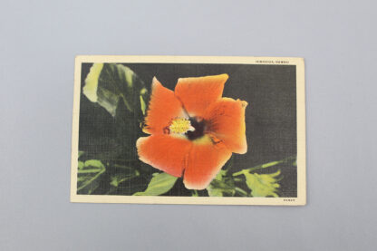 US Hawaii Hibiscus Postcard - 1943 Navy WW2 . FLU1206