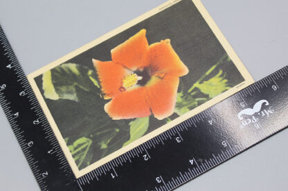 US Hawaii Hibiscus Postcard - 1943 Navy WW2 . FLU1206 - Image 3